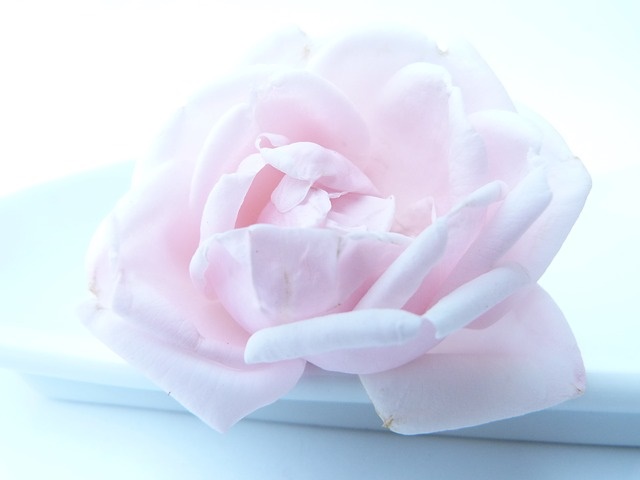 rose-91075_640