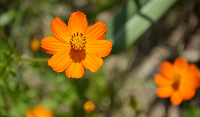 orange-flower-634166_640