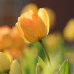 【4月東京残1枠です!】お母様のための摂食障害相談で、イライラを解消しましょう